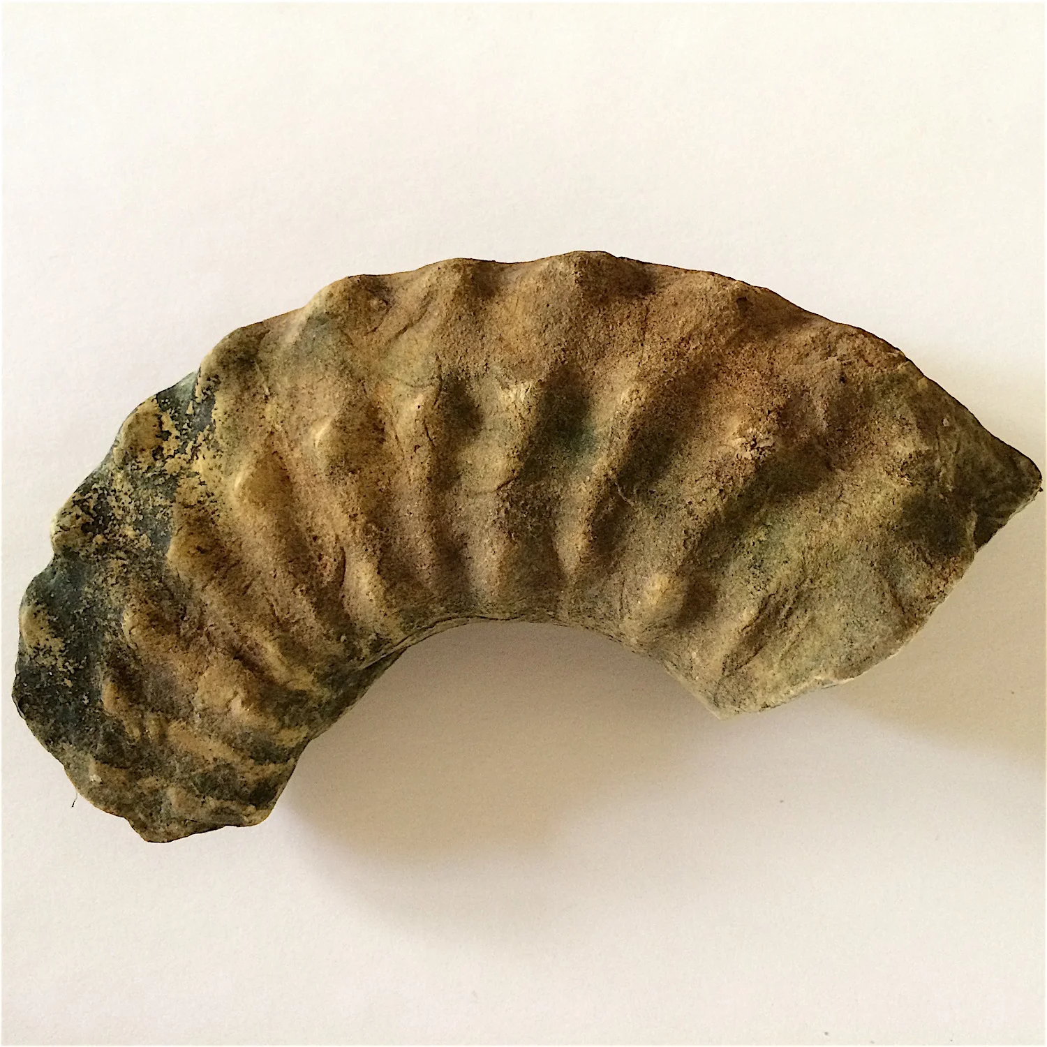 5 inch Mortoniceras #826 Duck Creek Formation Cooke Co., TX