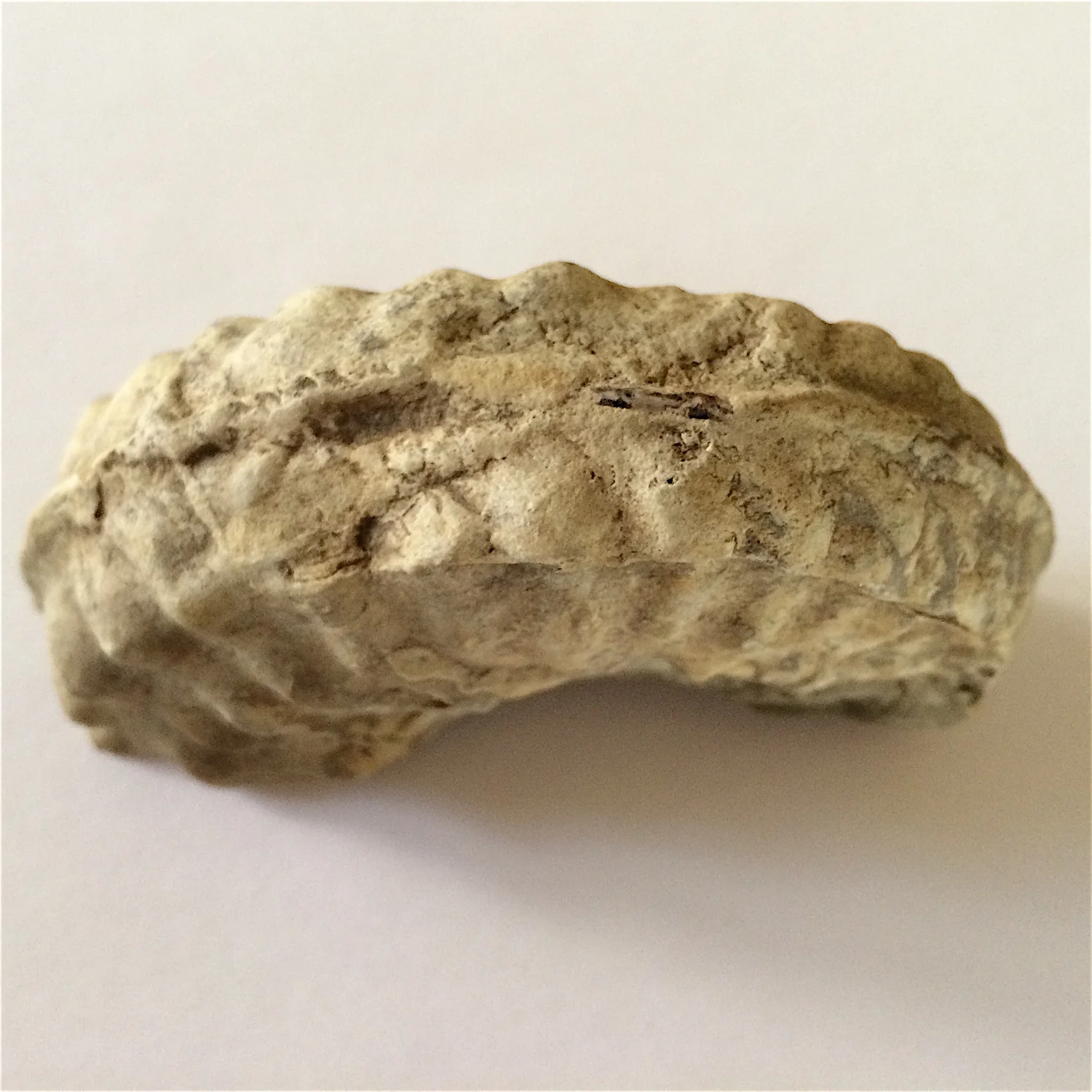 3.5 inch Mortoniceras #827 Duck Creek Formation Cooke Co., TX