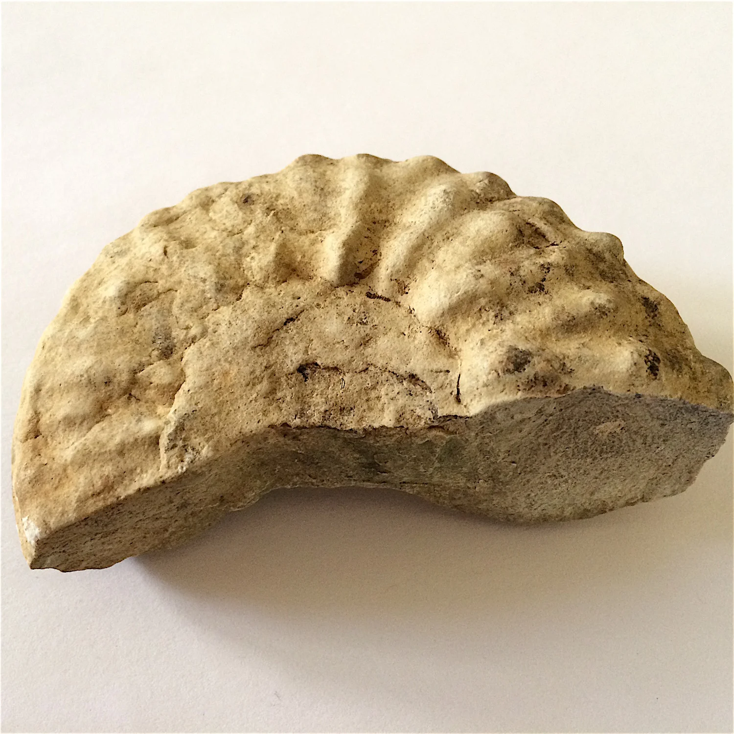 3.5 inch Mortoniceras #827c Duck Creek Formation Cooke Co., TX