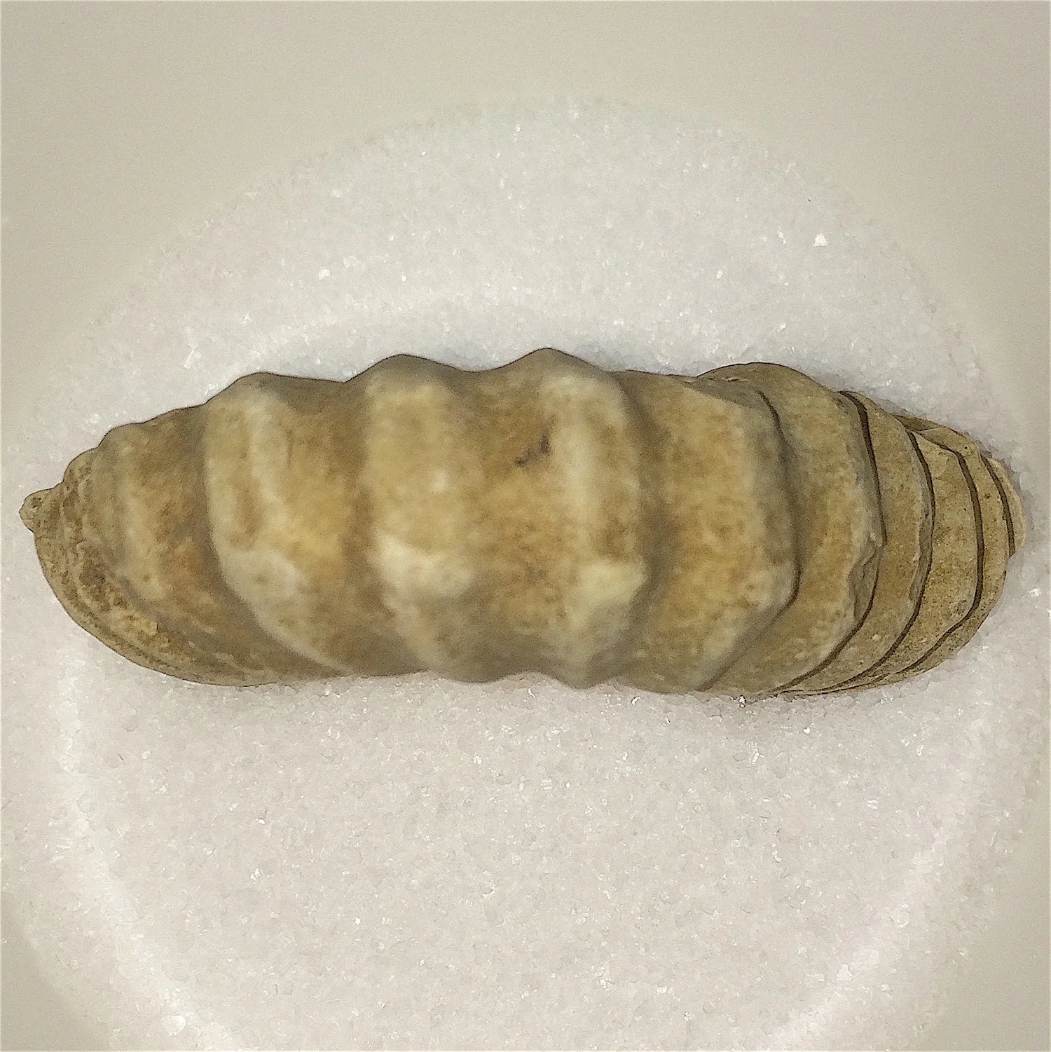 Idiohamites #829c Duck Creek Formation Cooke Co., TX