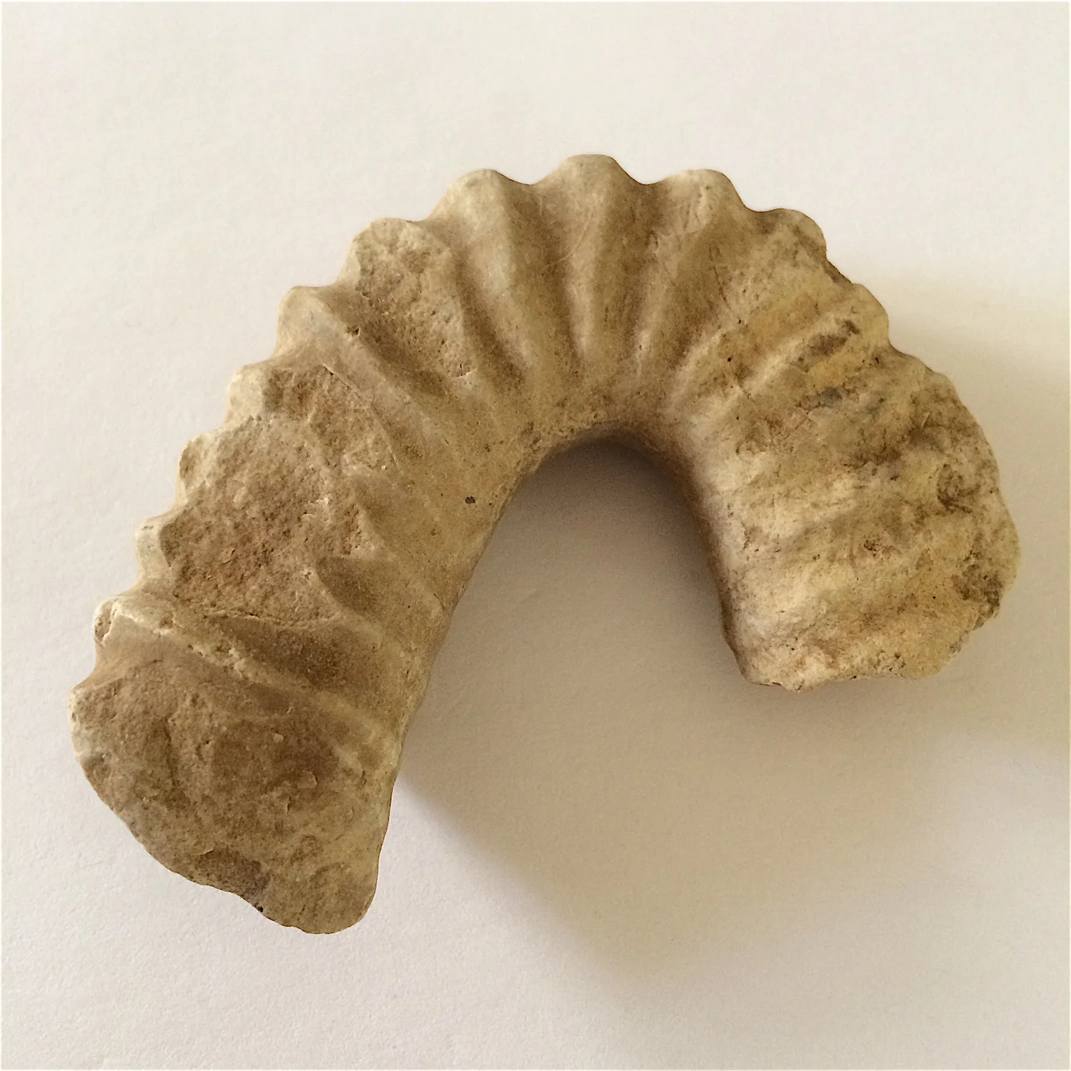 Idiohamites #829 Duck Creek Formation Cooke Co., TX