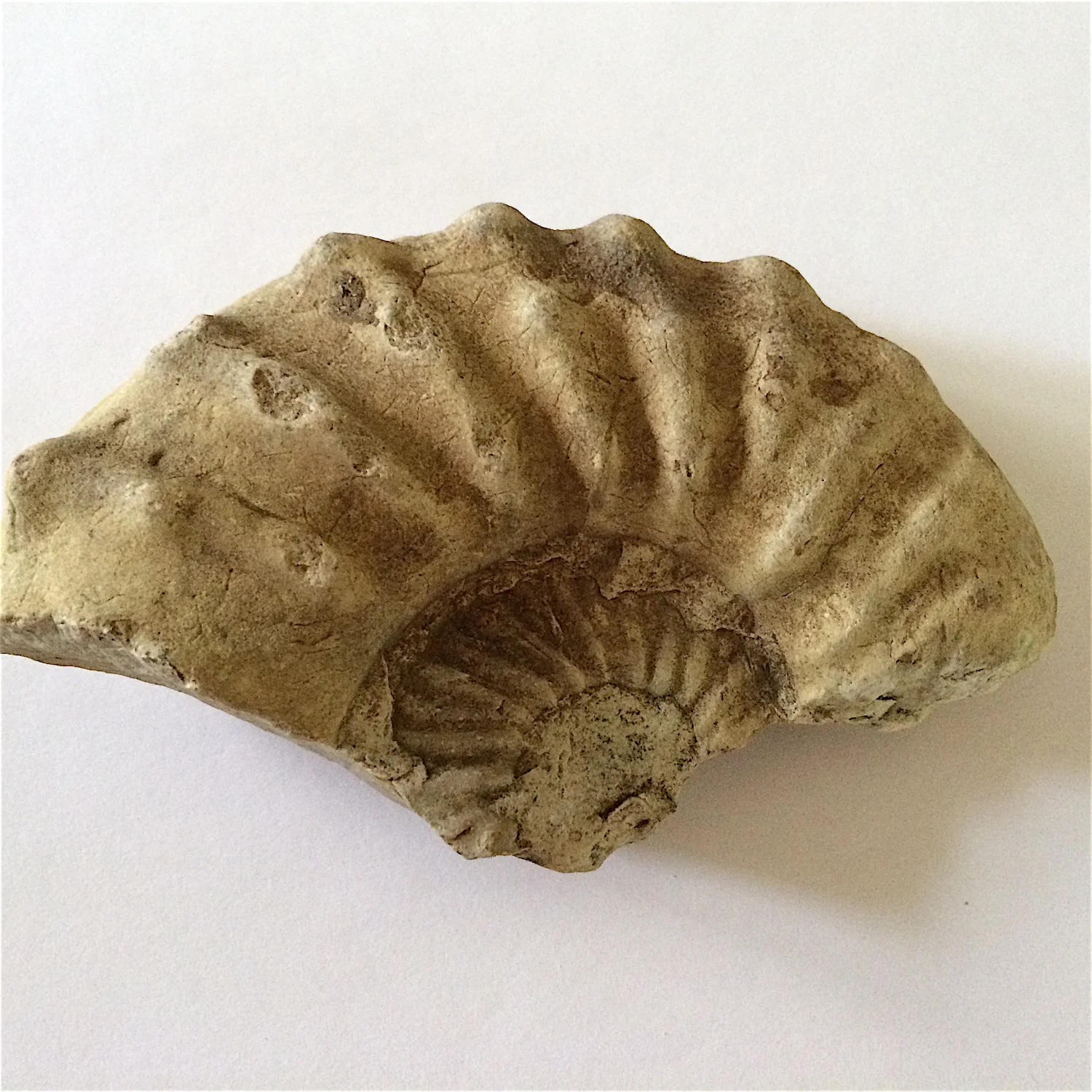 5 inch Mortoniceras #833b Duck Creek Formation Cooke Co., TX