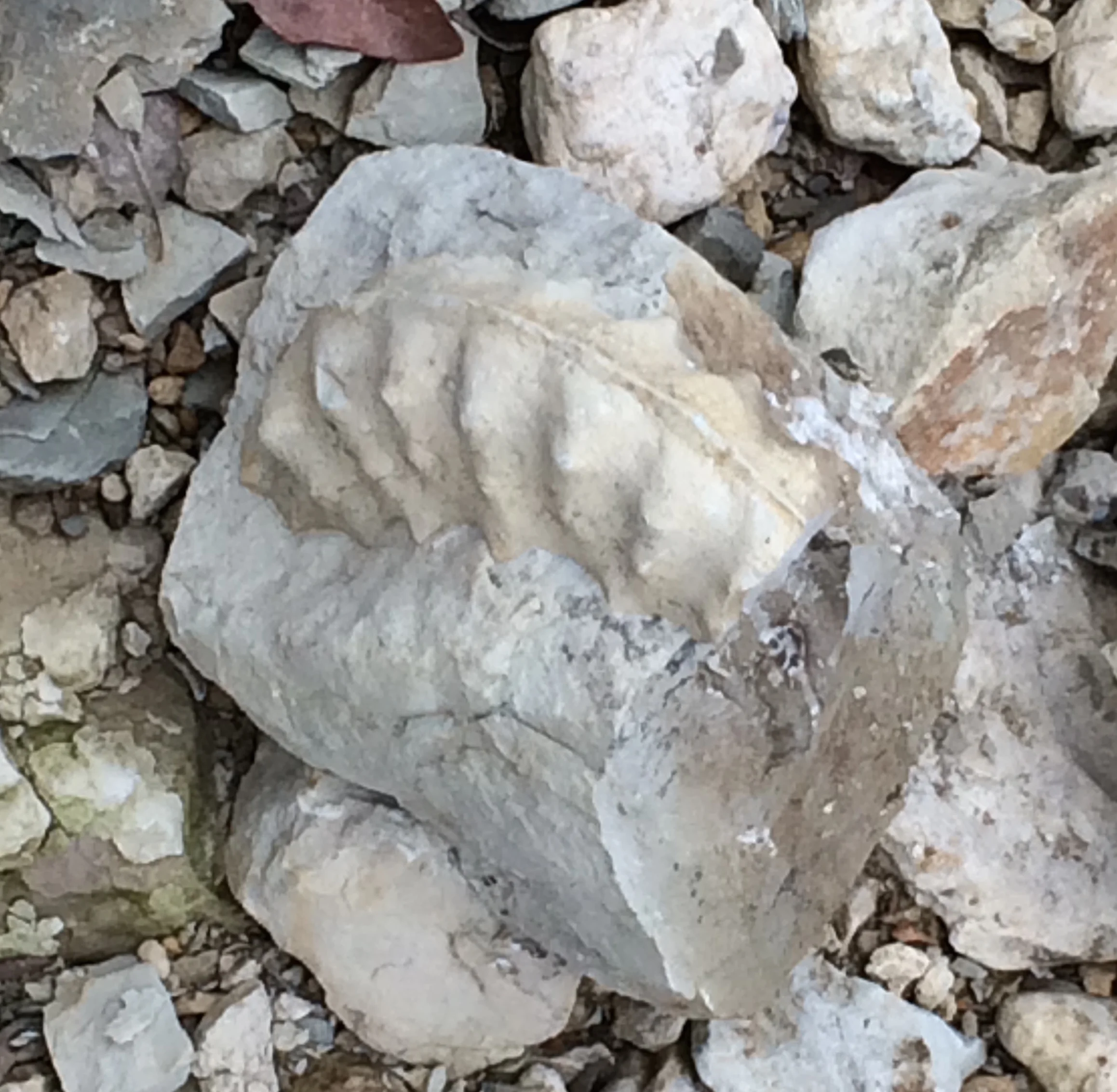 Mortoniceras in situ Fort Worth Limestone Formation Cooke Co., TX
