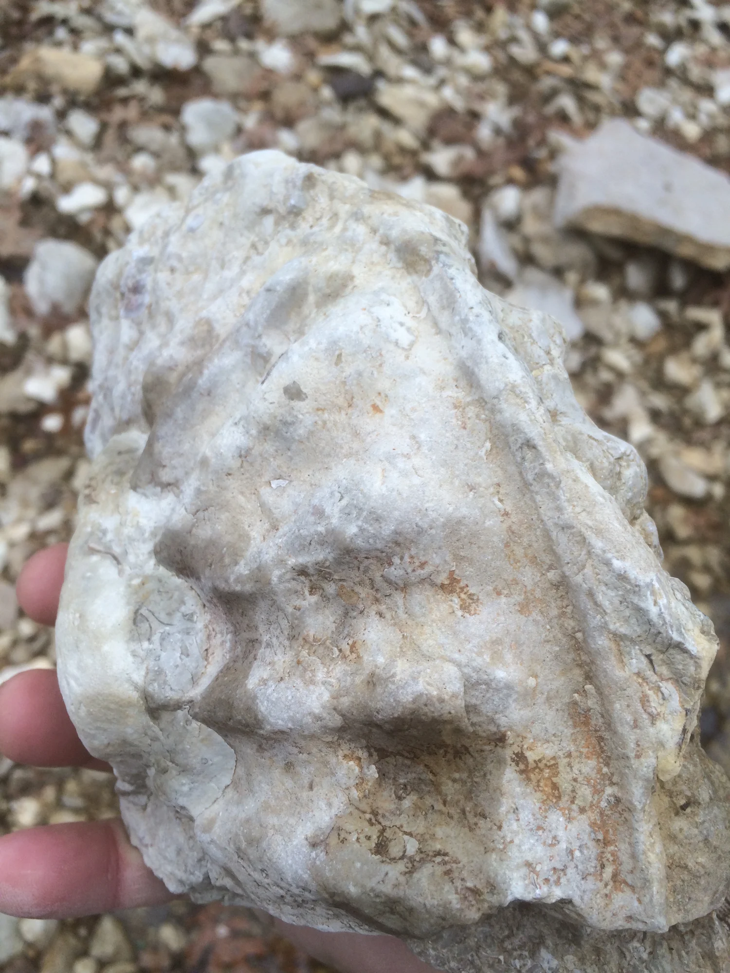 Mortoniceras Fort Worth Limestone Formation Cooke Co., TX