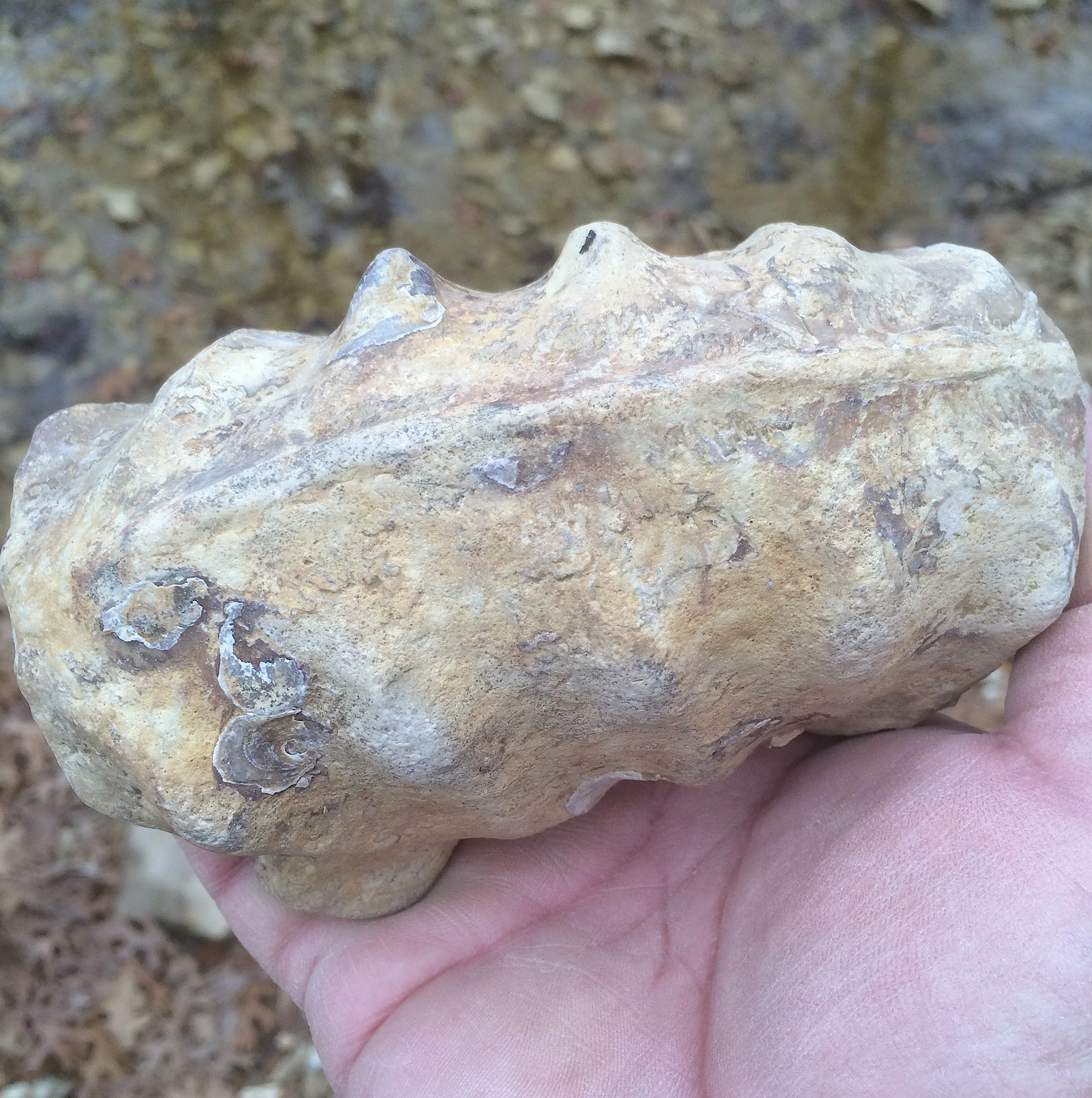 Mortoniceras Fort Worth Limestone Formation Cooke Co., TX
