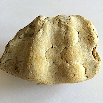 Mortoniceras #353 Duck Creek Formation Grayson Co., TX