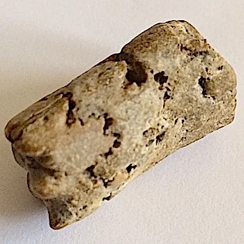 Baculite #225 Ozan Formation Ladonia, TX