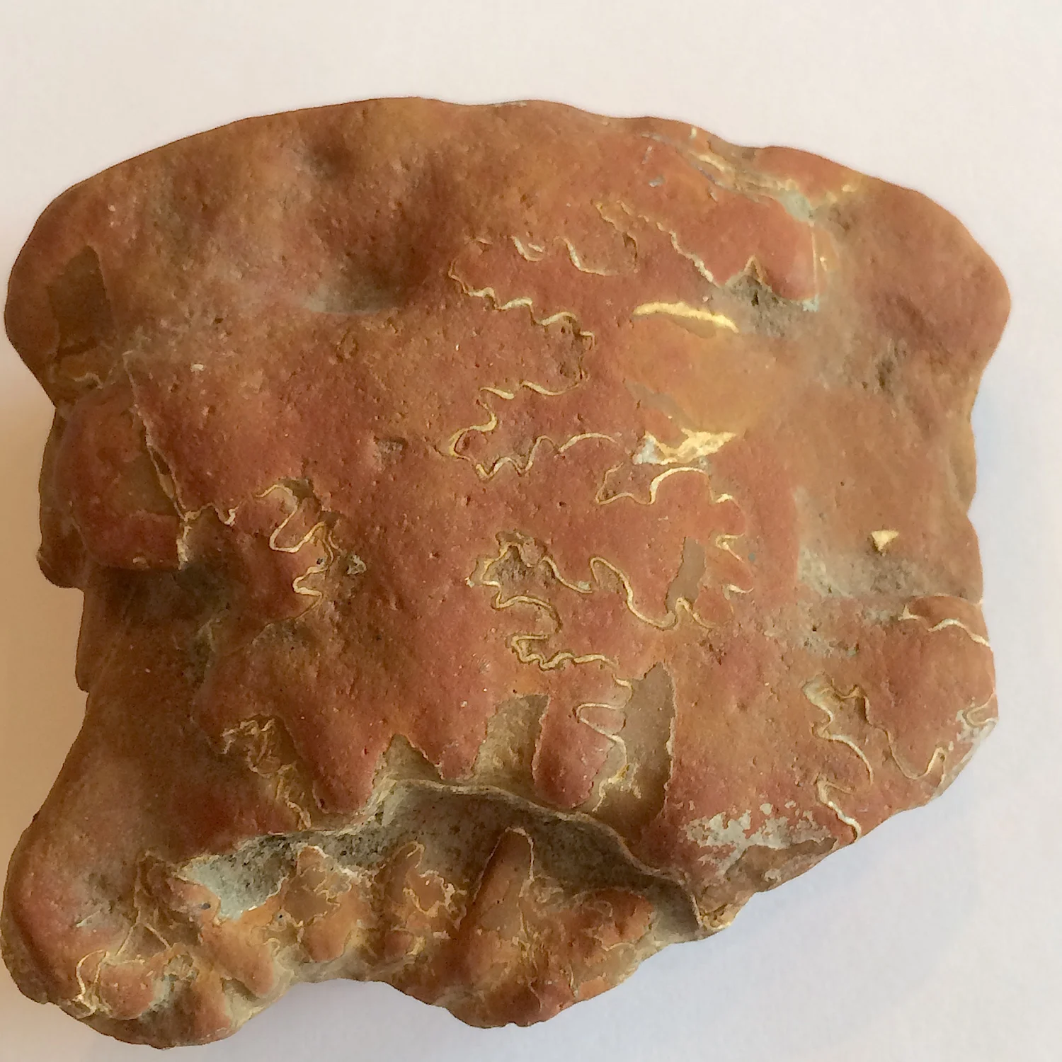 Red Zone Ammonite #550 Ozan Formation Ladonia, TX