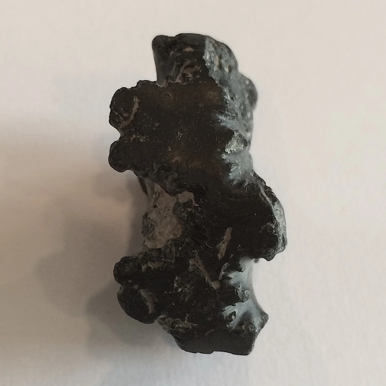 Baculite #551c Ozan Formation Ladonia, TX