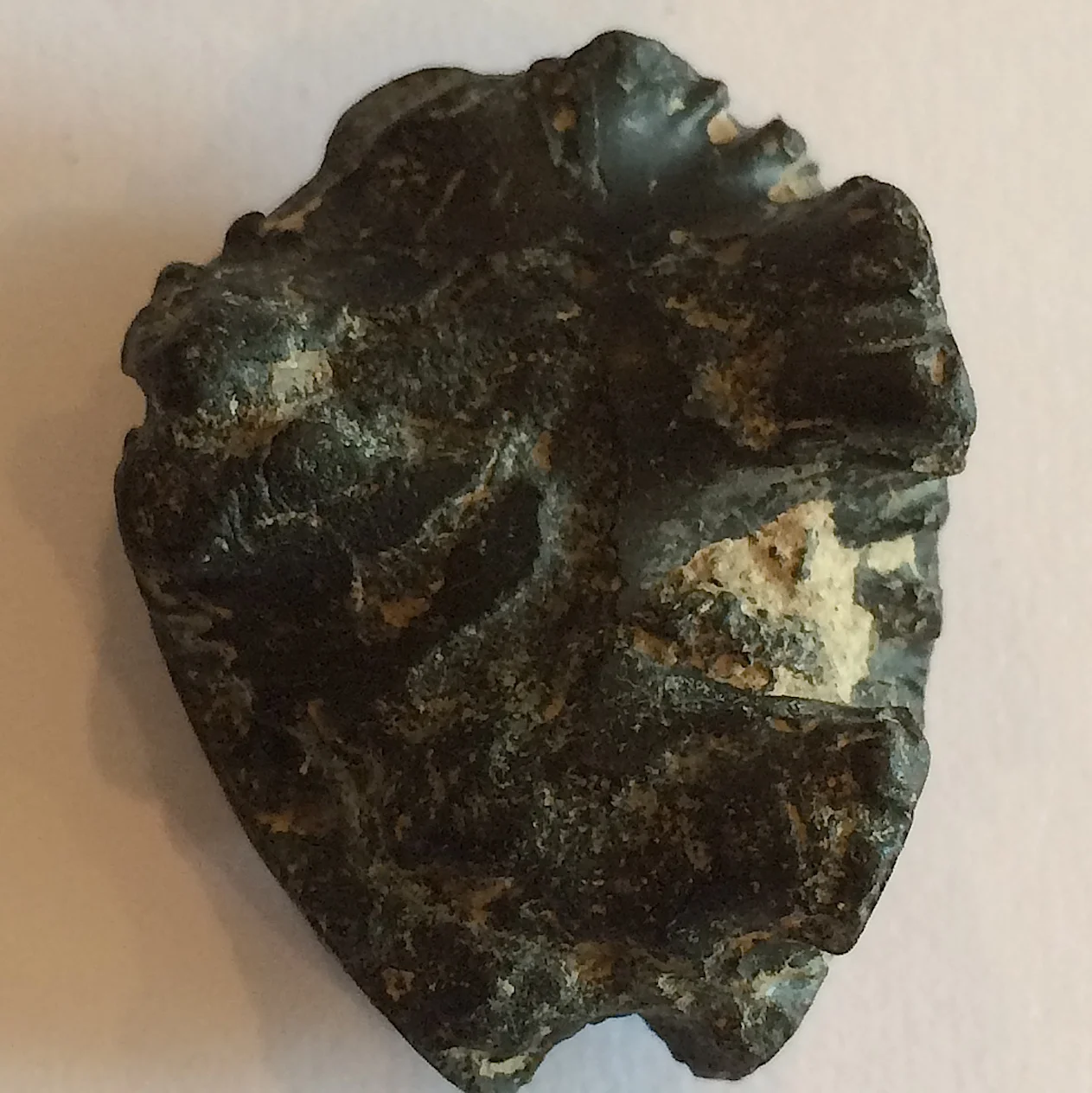 Baculite #551d Ozan Formation Ladonia, TX