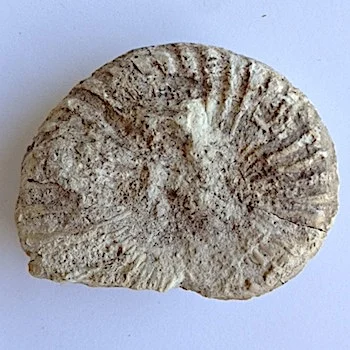 Mortoniceras #176 Duck Creek Formation Forth Worth, TX