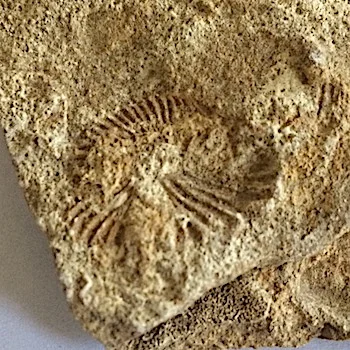 Colligoniceras woogani #313 Kamp Ranch Formation Cedar Hill, TX
