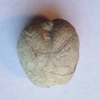 Heteraster texanus #2 Comanche Peak Formation Hood Co., TX