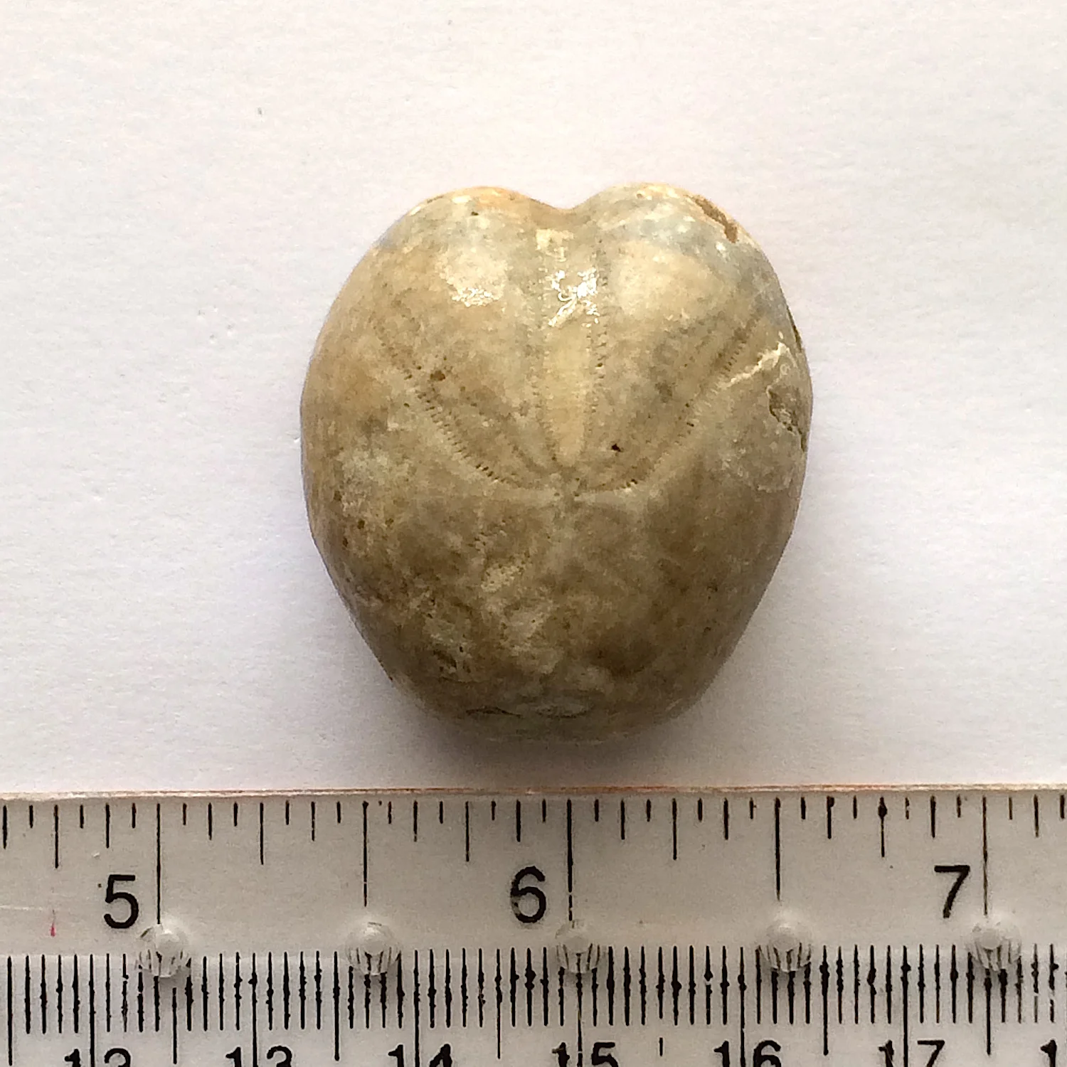 Heteraster texanus #615 Fort Worth Limestone Cooke Co., TX