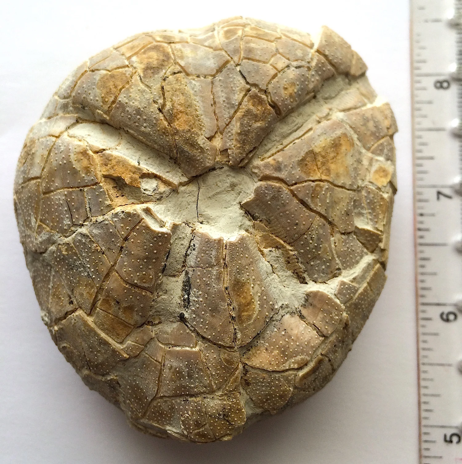 Macraster subobesus #624 Grayson Marl Formation Denton Co., TX