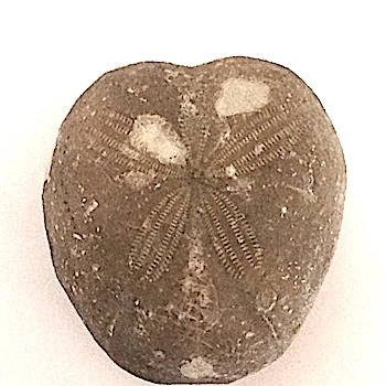 Epiaster whitei #387a Kiamichi Formation Denton Co., TX