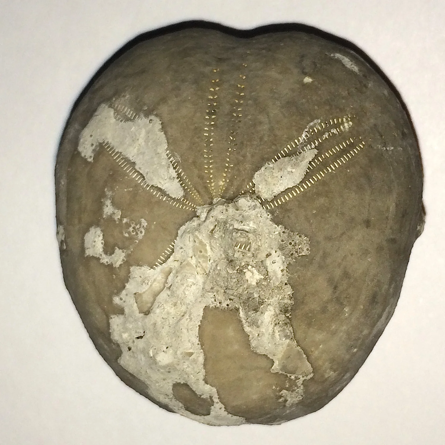Epiaster whitei #661g Kiamichi Formation Denton Co., TX