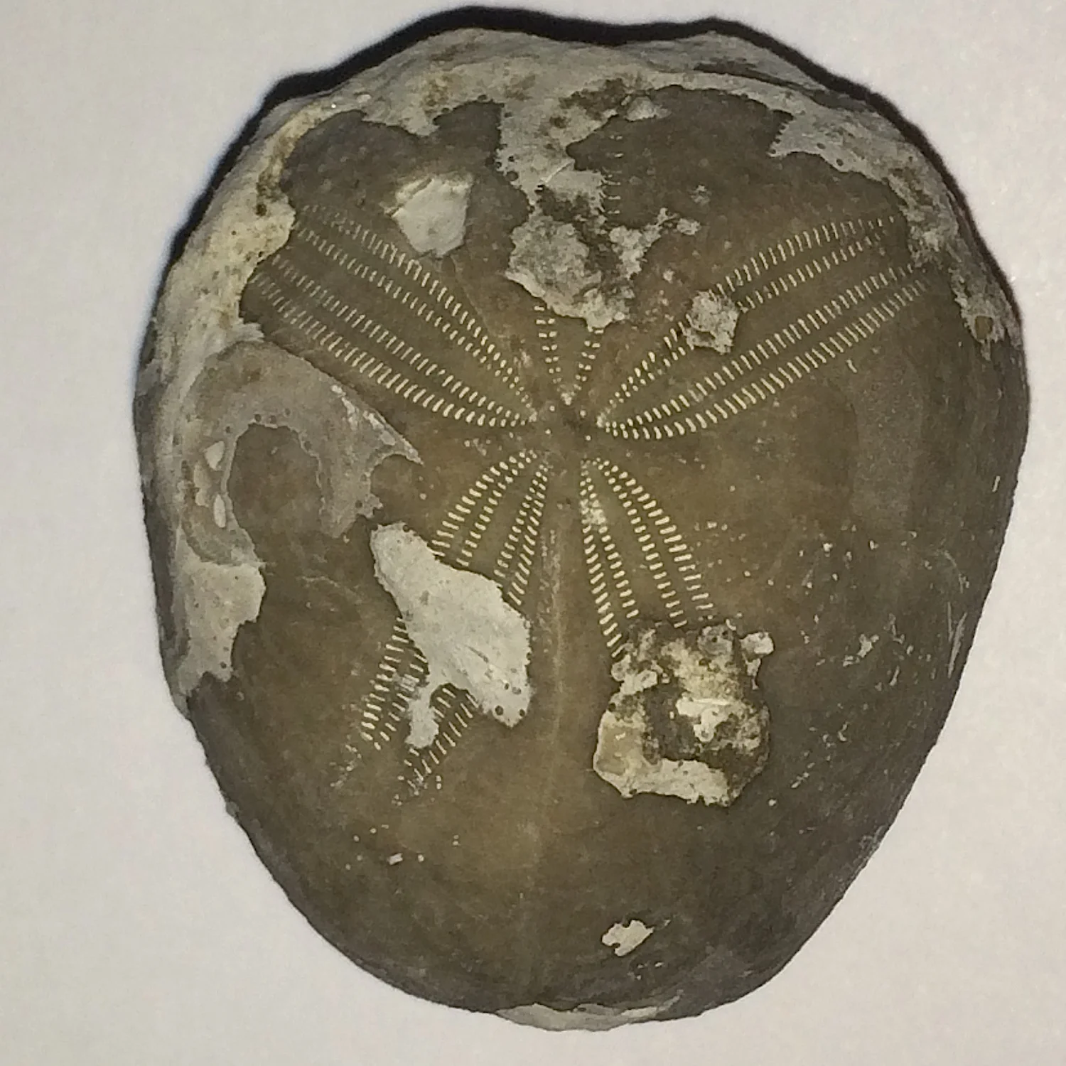 Epiaster whitei #661k Kiamichi Formation Denton Co., TX