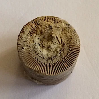 Crinoid #262c Graham (Finis Shale) Jacksboro, Jack Co., TX