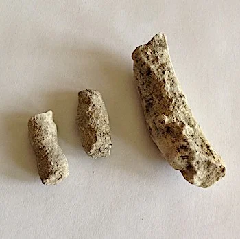 Crinoid #158 Graham (Finis Shale) Jacksboro, Jack Co., TX