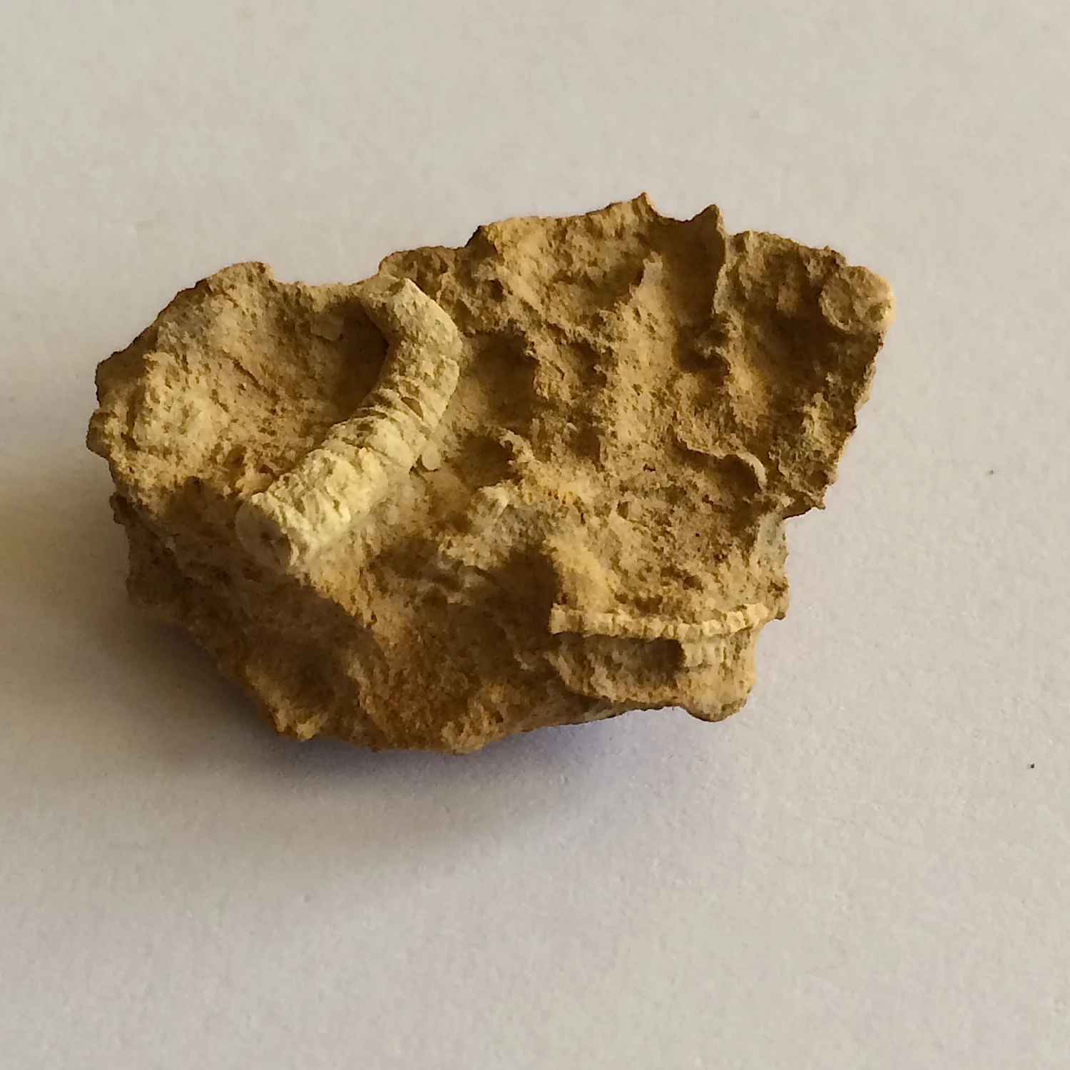 Crinoid in Matrix #458c Jasper Creek Formation Bridgeport, Wise Co., TX