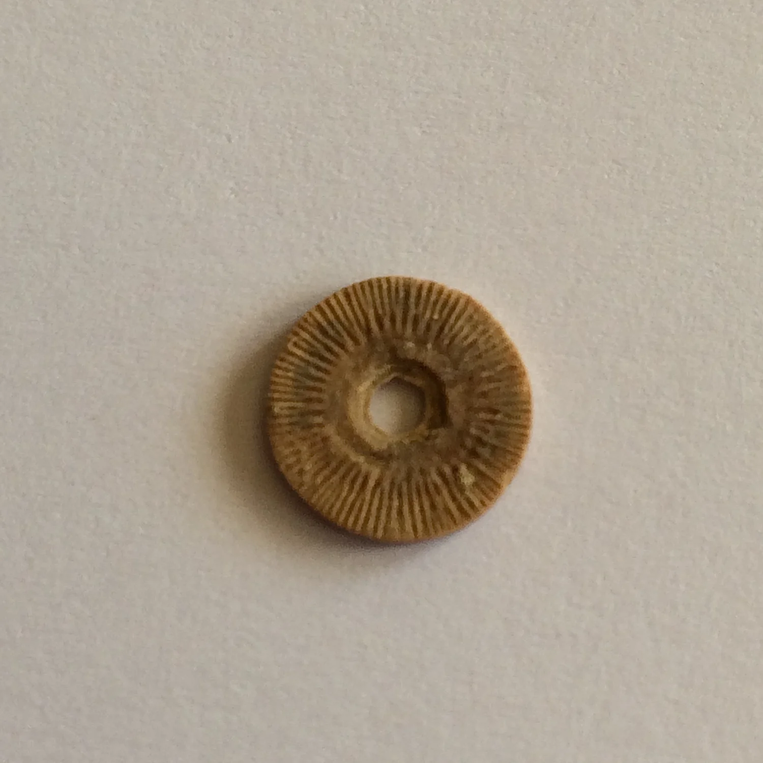 Crinoid disc #471b Jasper Creek Formation Bridgeport, Wise Co., TX