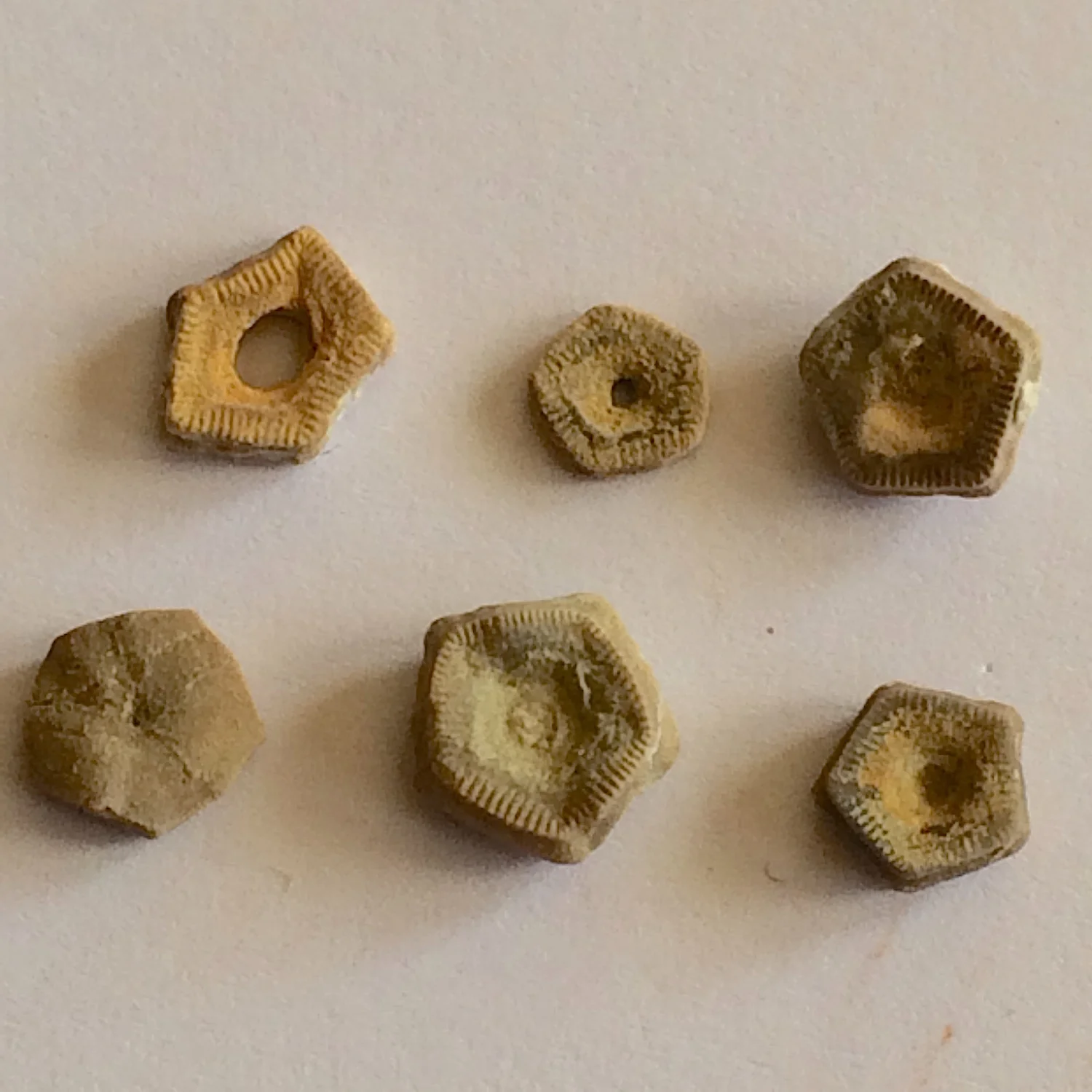 Pentaridica Crinoids #472 Jasper Creek Formation Bridgeport, Wise Co., TX