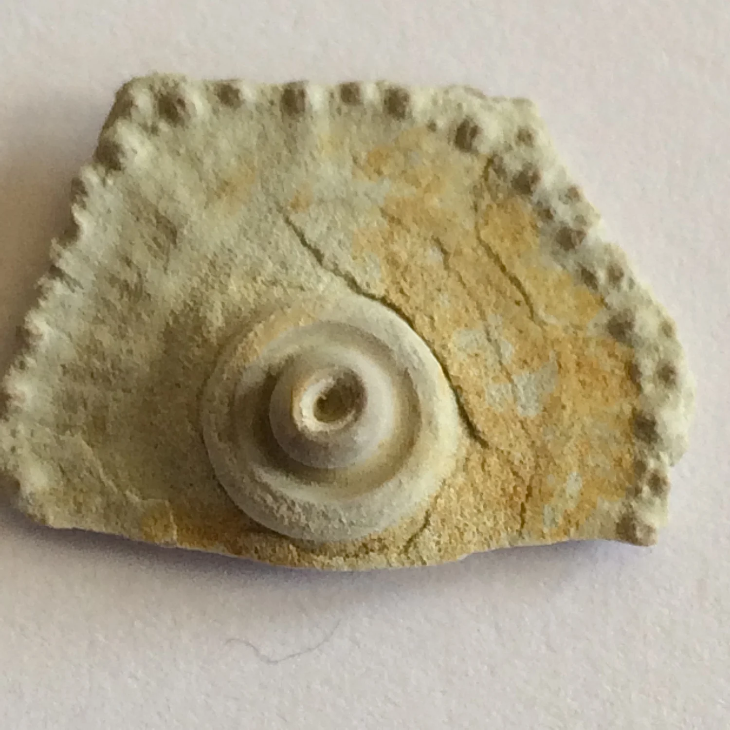 Archaeocidaris Plate #473b Jasper Creek Formation Bridgeport, Wise Co., TX