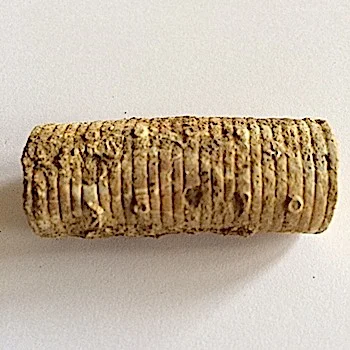 1/2 in Crinoid Stem #309b Mineral Wells Formation Mineral Wells, Palo Pinto Co., TX