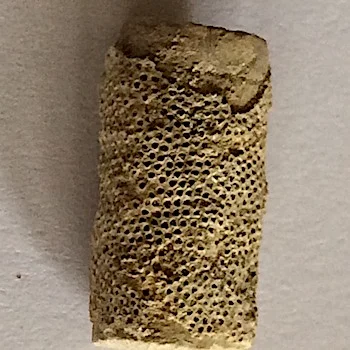 Crinoid with Bryozoa #300 Mineral Wells Formation Mineral Wells, Palo Pinto Co., TX