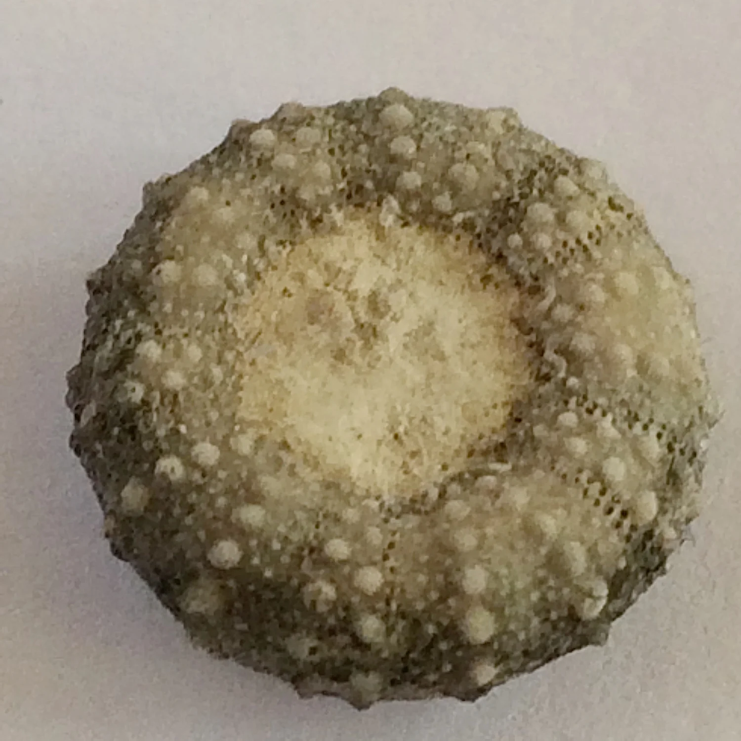 485Urchins2.jpg