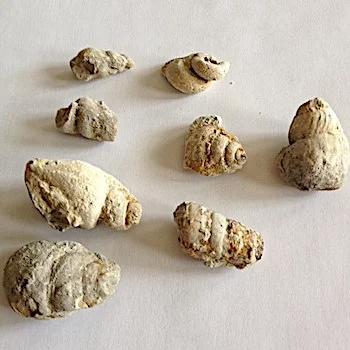 Mix of Small Gastropods #152 Comanche Peak Formation Hood Co., TX