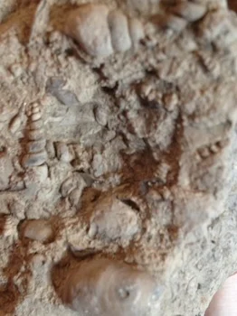 Turritella bed #244h Comanche Peak Formation Hood Co., TX