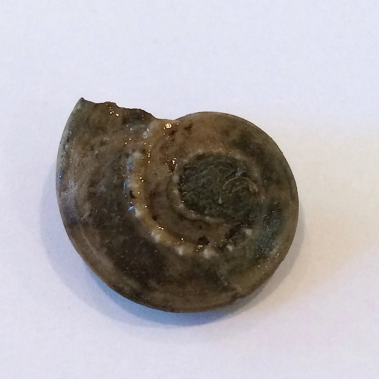Trepospira illinoisensis #556b Graham Formation (Finis Shale) Jacksboro, Jack Co., TX