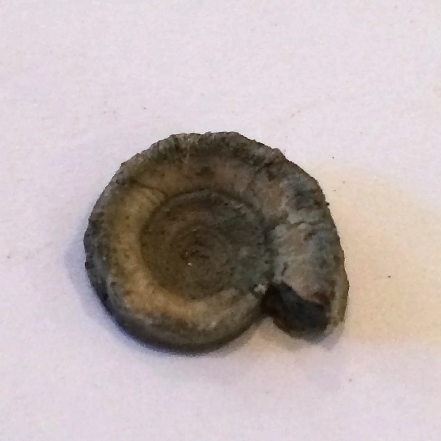 Amphiscapha subrugosa #558 Graham Formation (Finis Shale) Jacksboro, Jack Co., TX