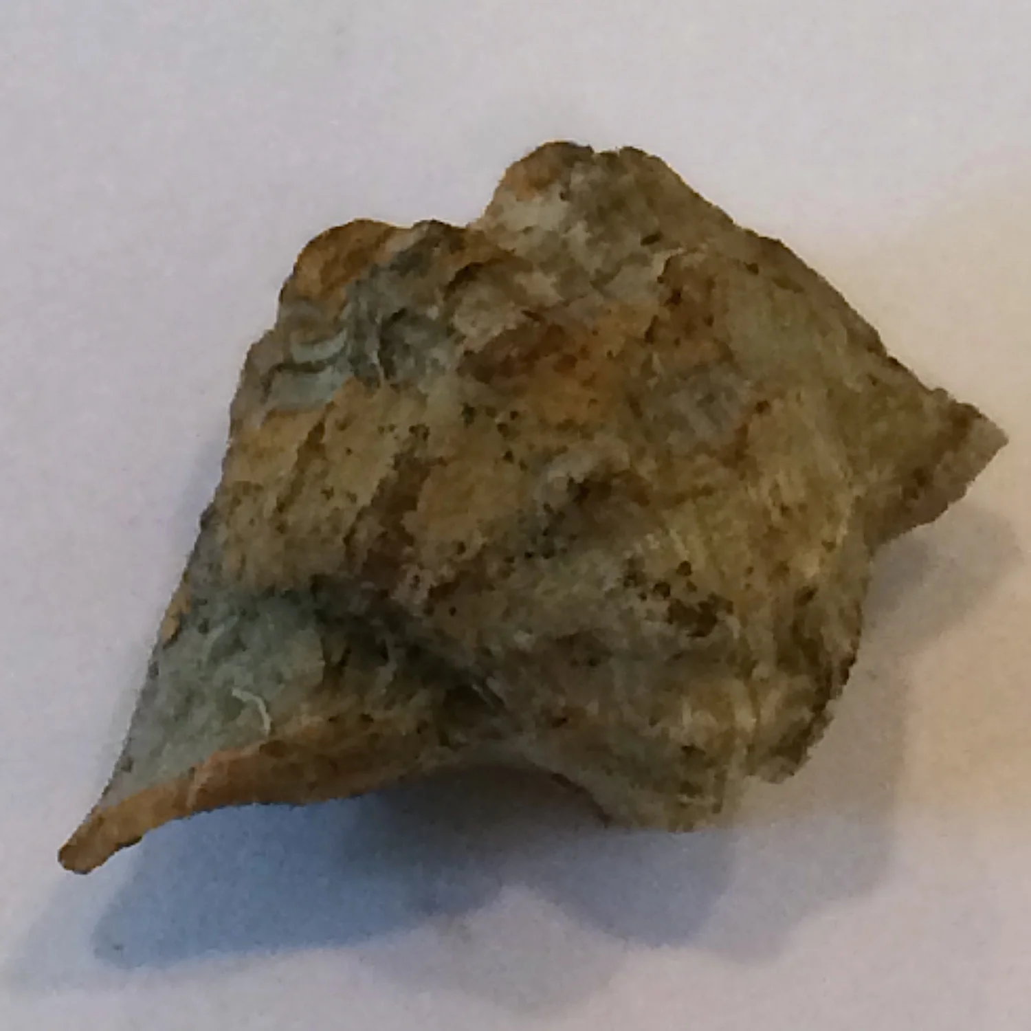 Retispira montfortianus ?#561a Graham Formation (Finis Shale) Jacksboro, Jack Co., TX