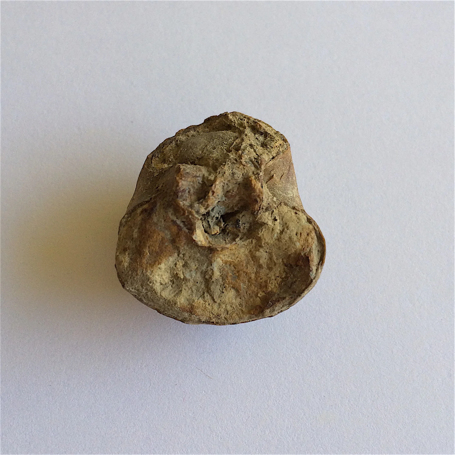 Bellerophon #827a Graham Formation (Finis Shale) Jacksboro, Jack Co., TX