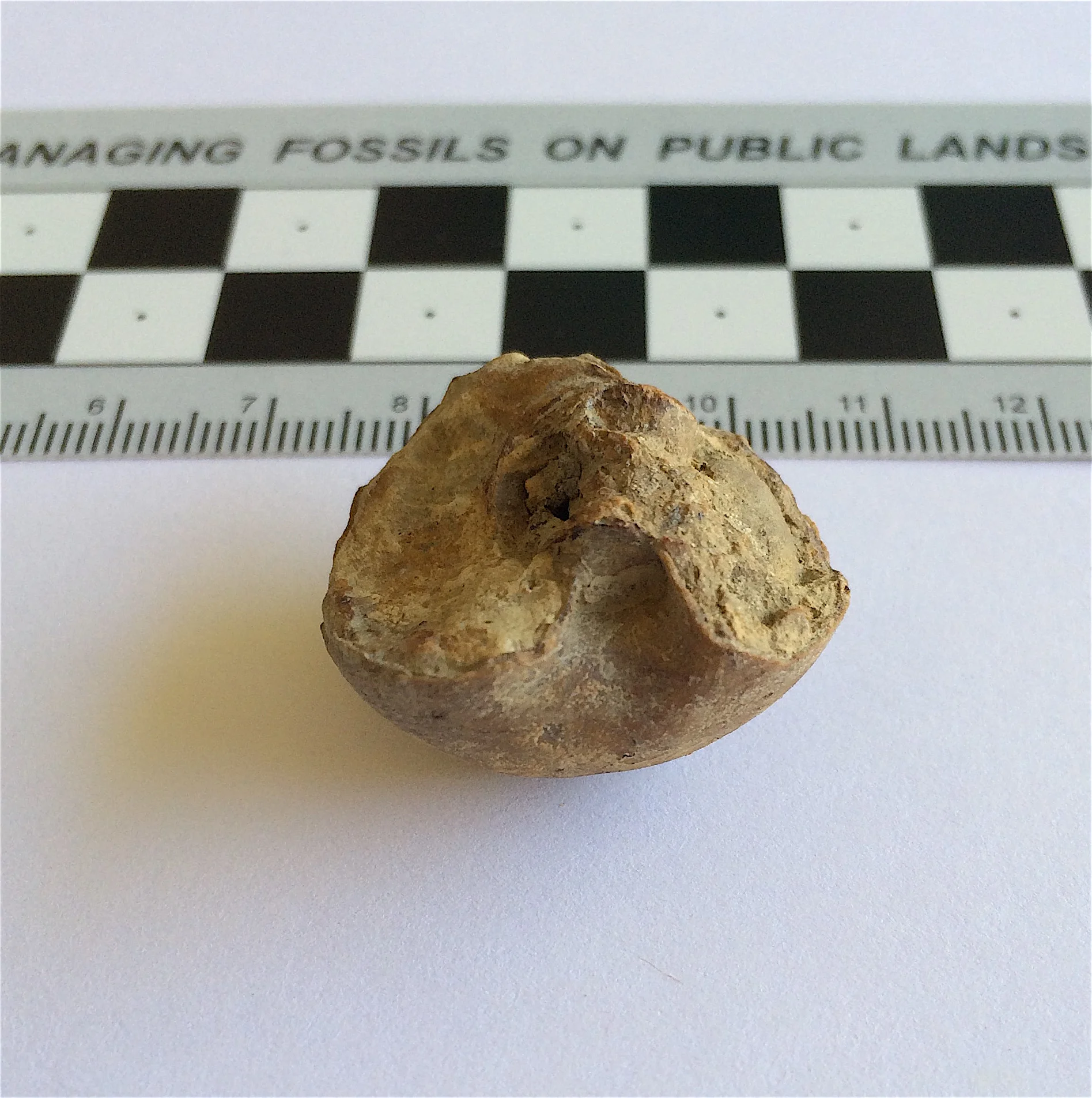 Bellerophon #827b Graham Formation (Finis Shale) Jacksboro, Jack Co., TX