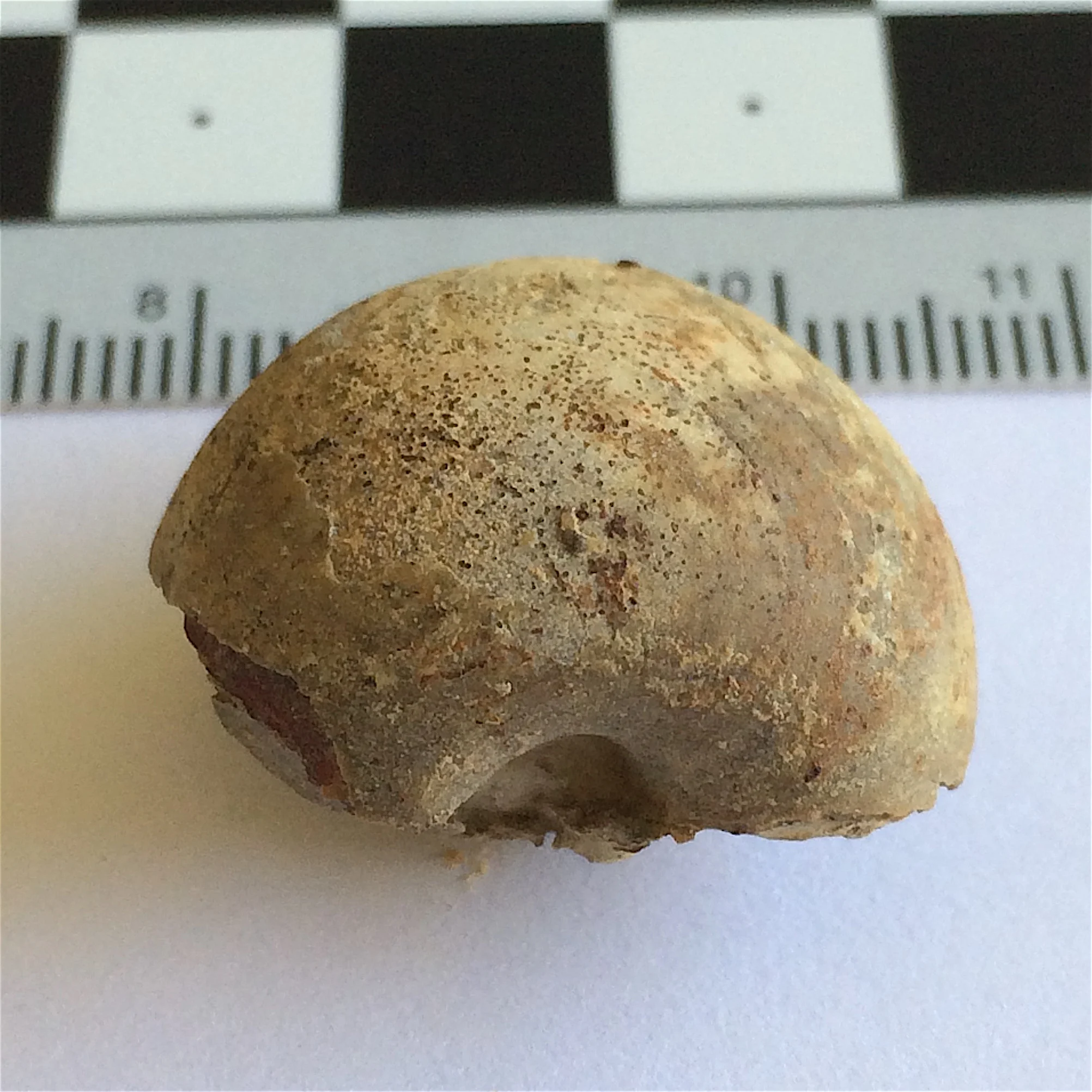 Bellerophon #827c Graham Formation (Finis Shale) Jacksboro, Jack Co., TX