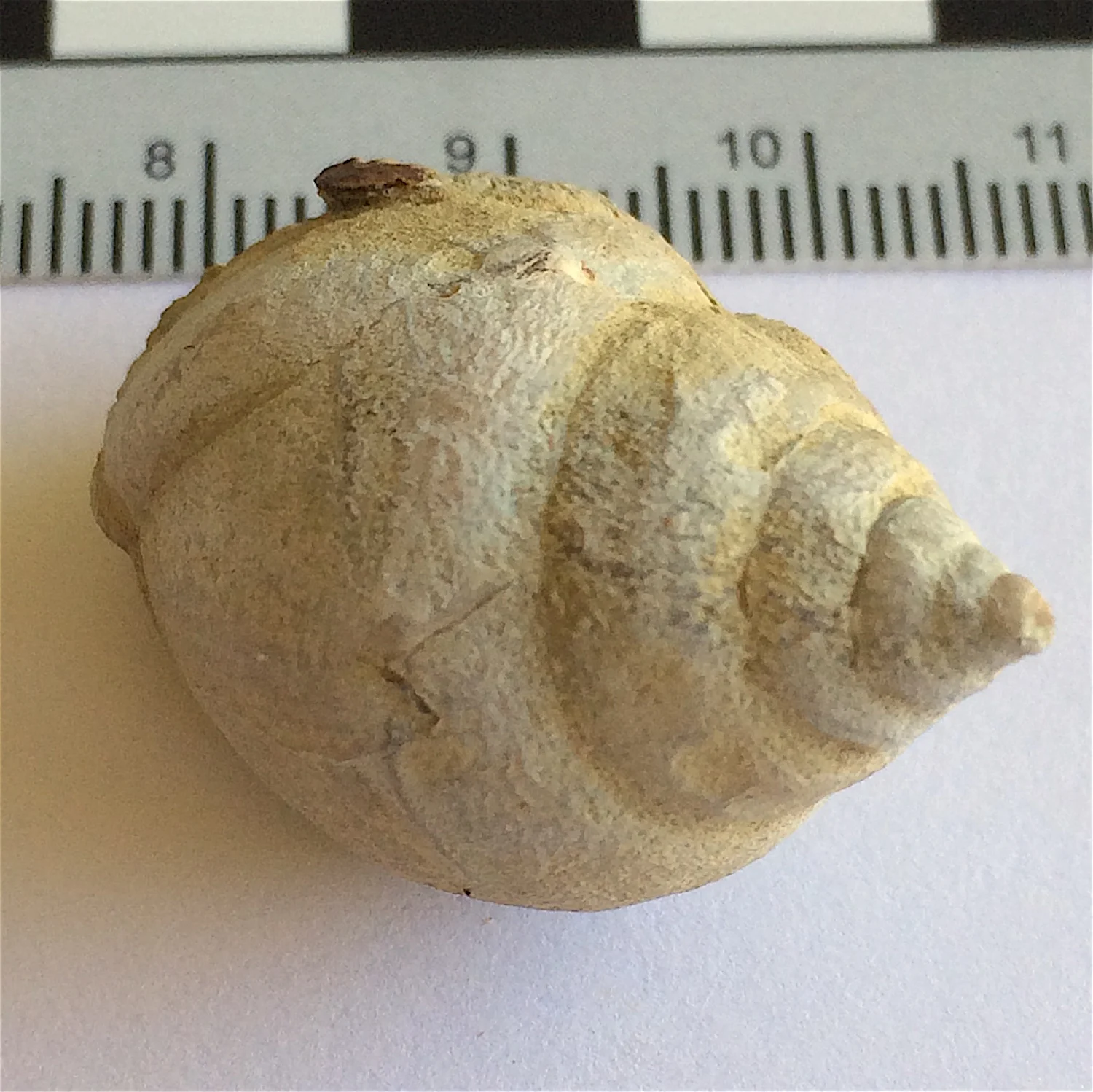 Soleniscus primigenius #829b Graham Formation (Finis Shale) Jacksboro, Jack Co., TX