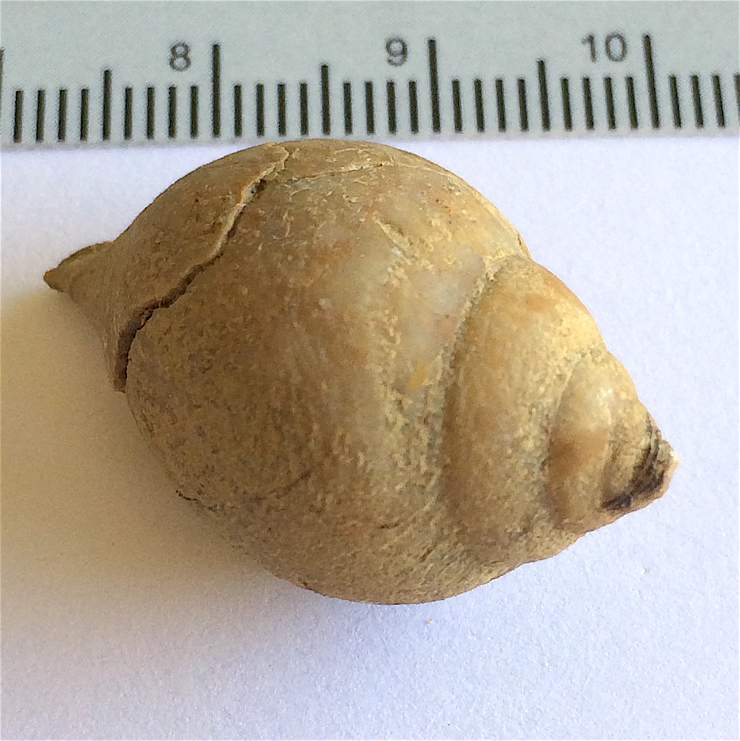 Soleniscus primigenius #829c Graham Formation (Finis Shale) Jacksboro, Jack Co., TX