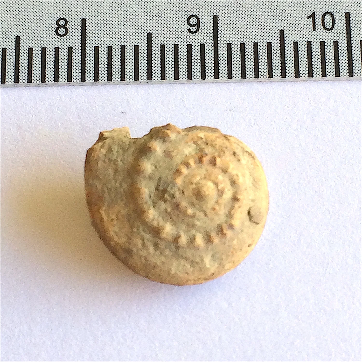 Trepospira illinoisensis #832c Graham Formation (Finis Shale) Jacksboro, Jack Co., TX