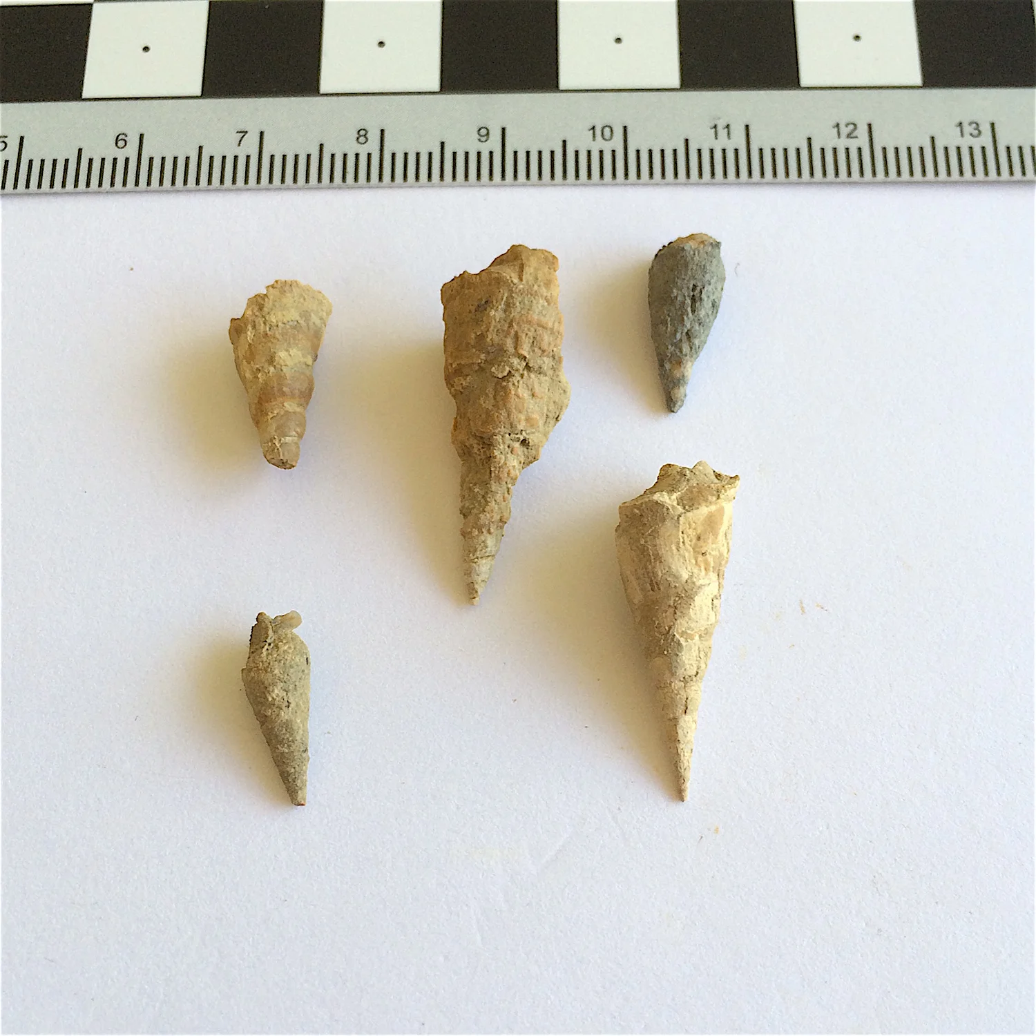 Meekospira #841 Graham Formation (Finis Shale) Jacksboro, Jack Co., TX