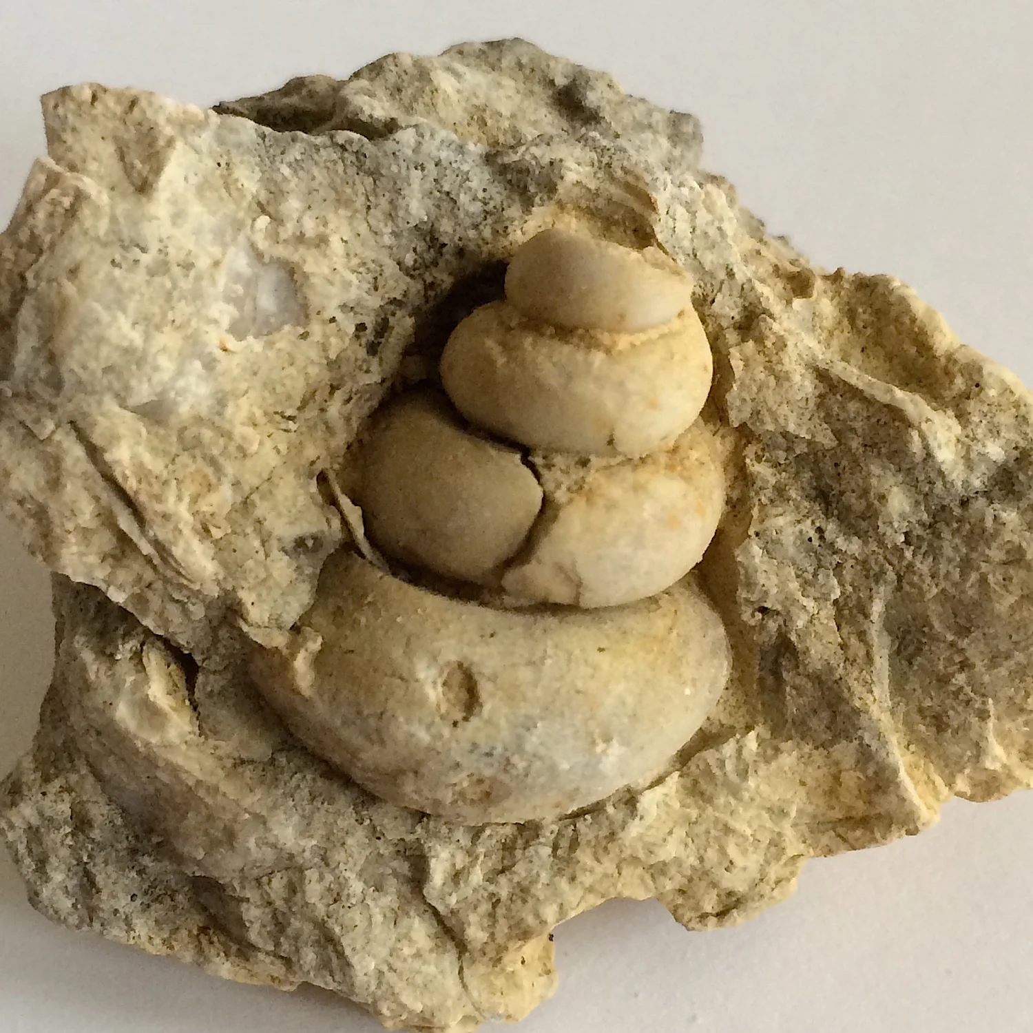 Turritella in Matrix #504 Goodland Formation Kerrville, Kerr Co., TX