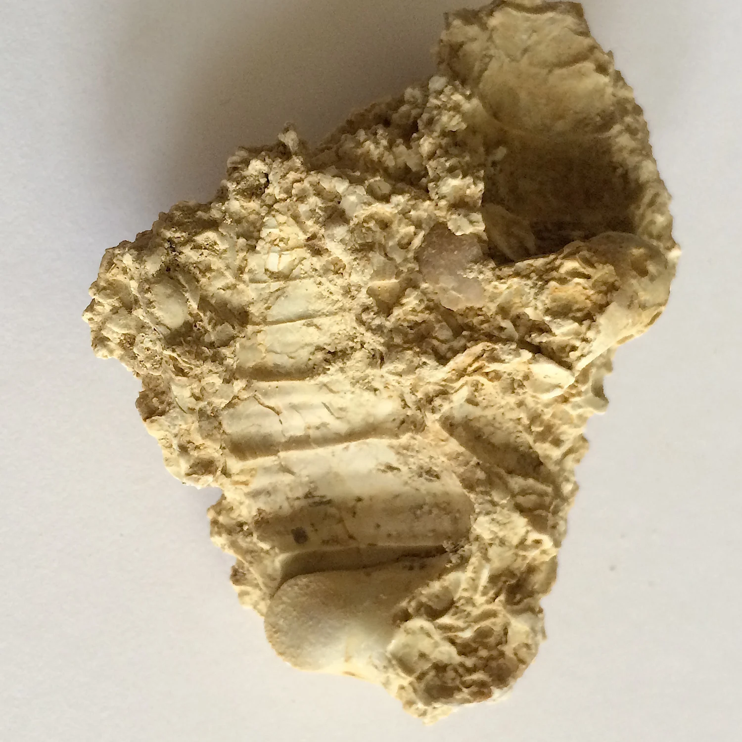 Imprint #498 Goodland Formation Kerrville, Kerr Co., TX