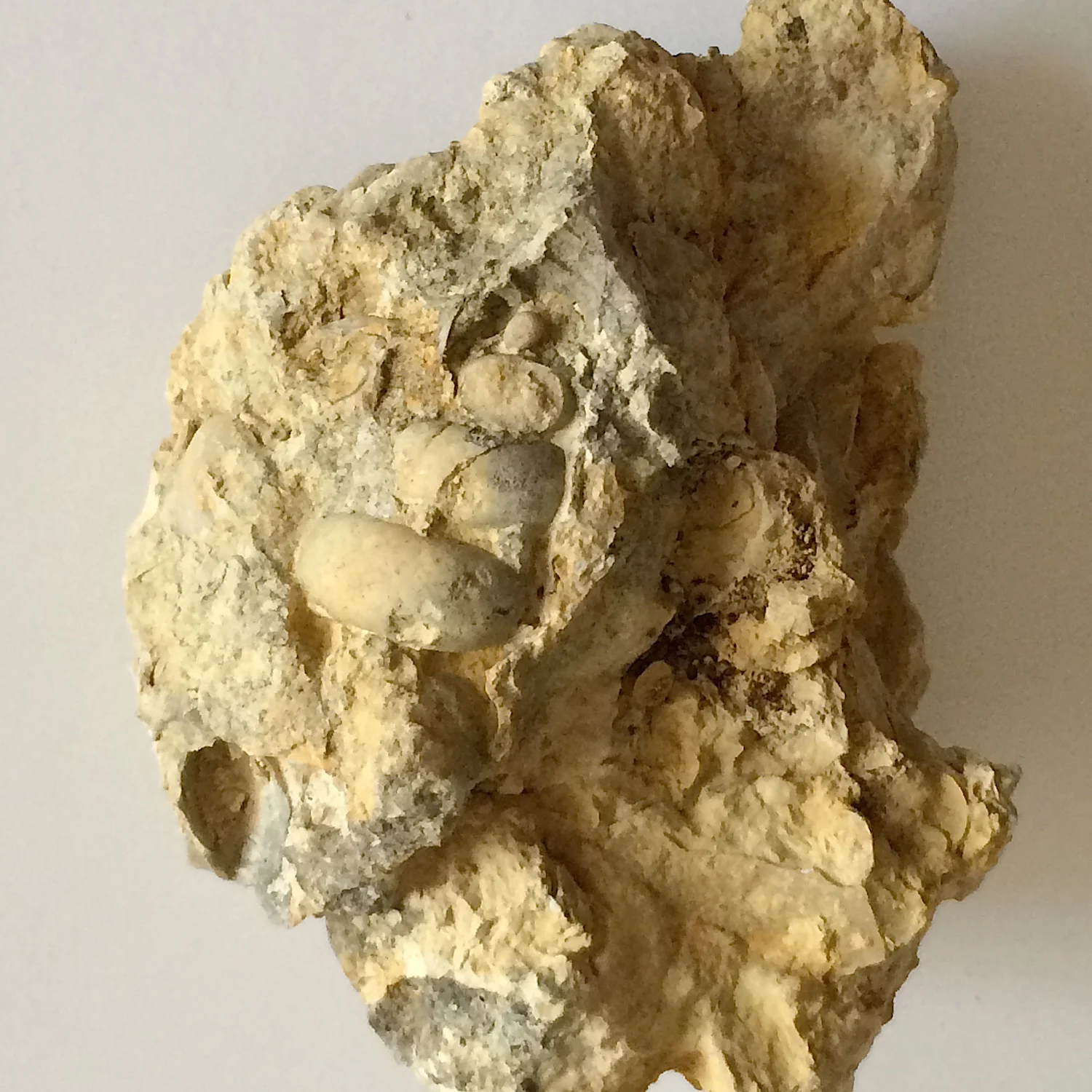 Turritella #491b Goodland Formation Kerrville, Kerr Co., TX