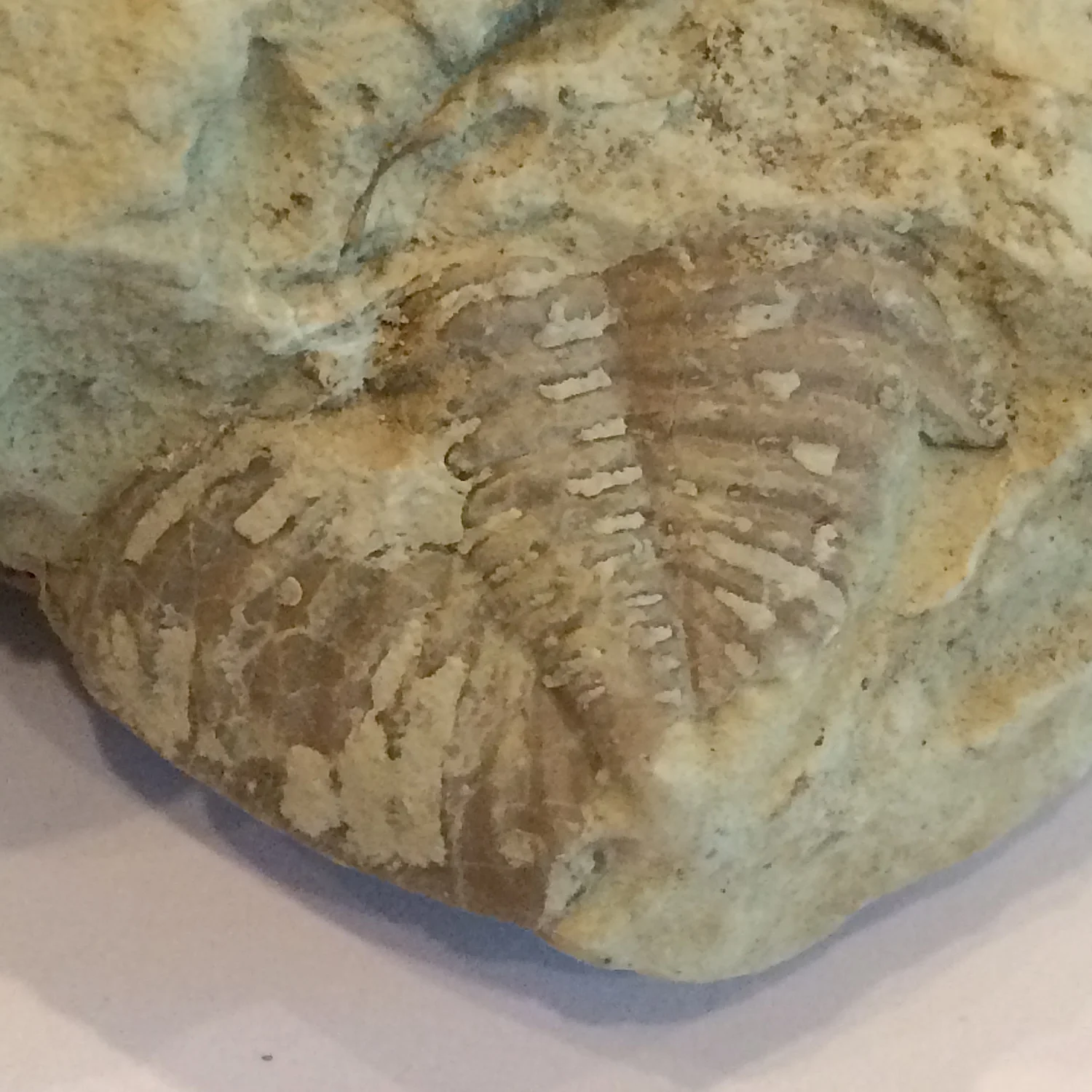 Corddania falcata Trilobite #525 Haragan Formation Clarita, Coal Co., OK