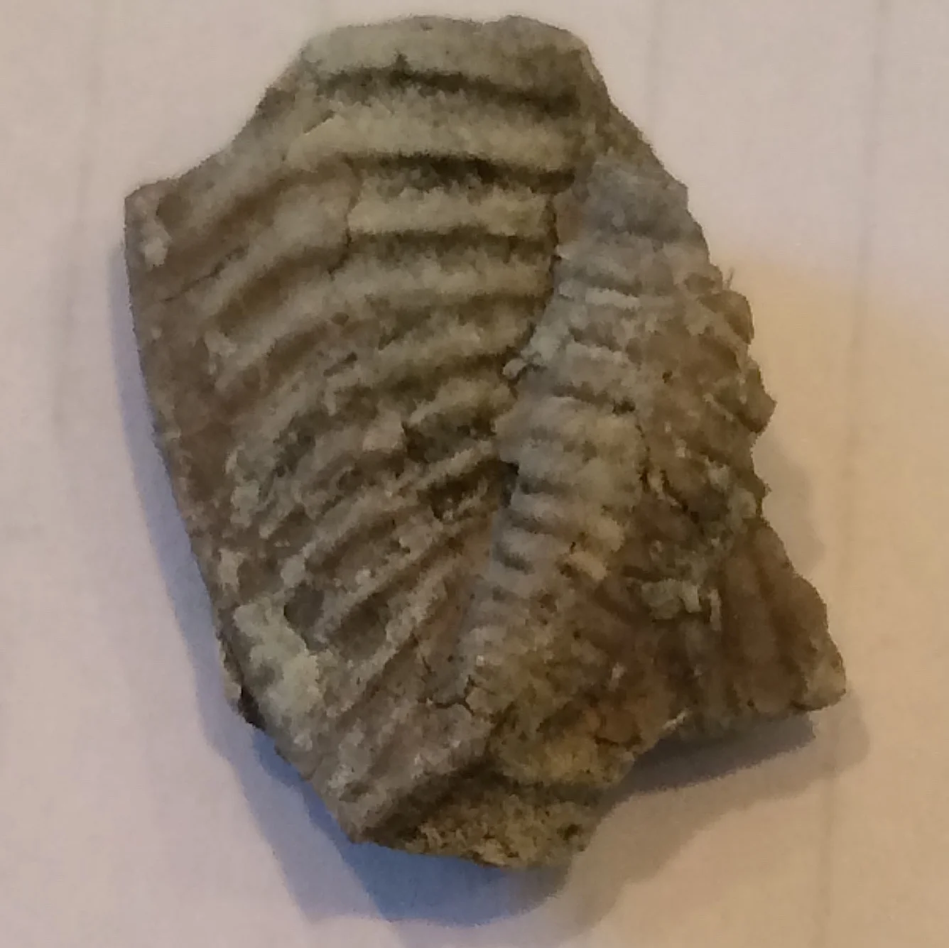 Cordania falcata Trilobite #526 Haragan Formation Clarita, Coal Co., OK