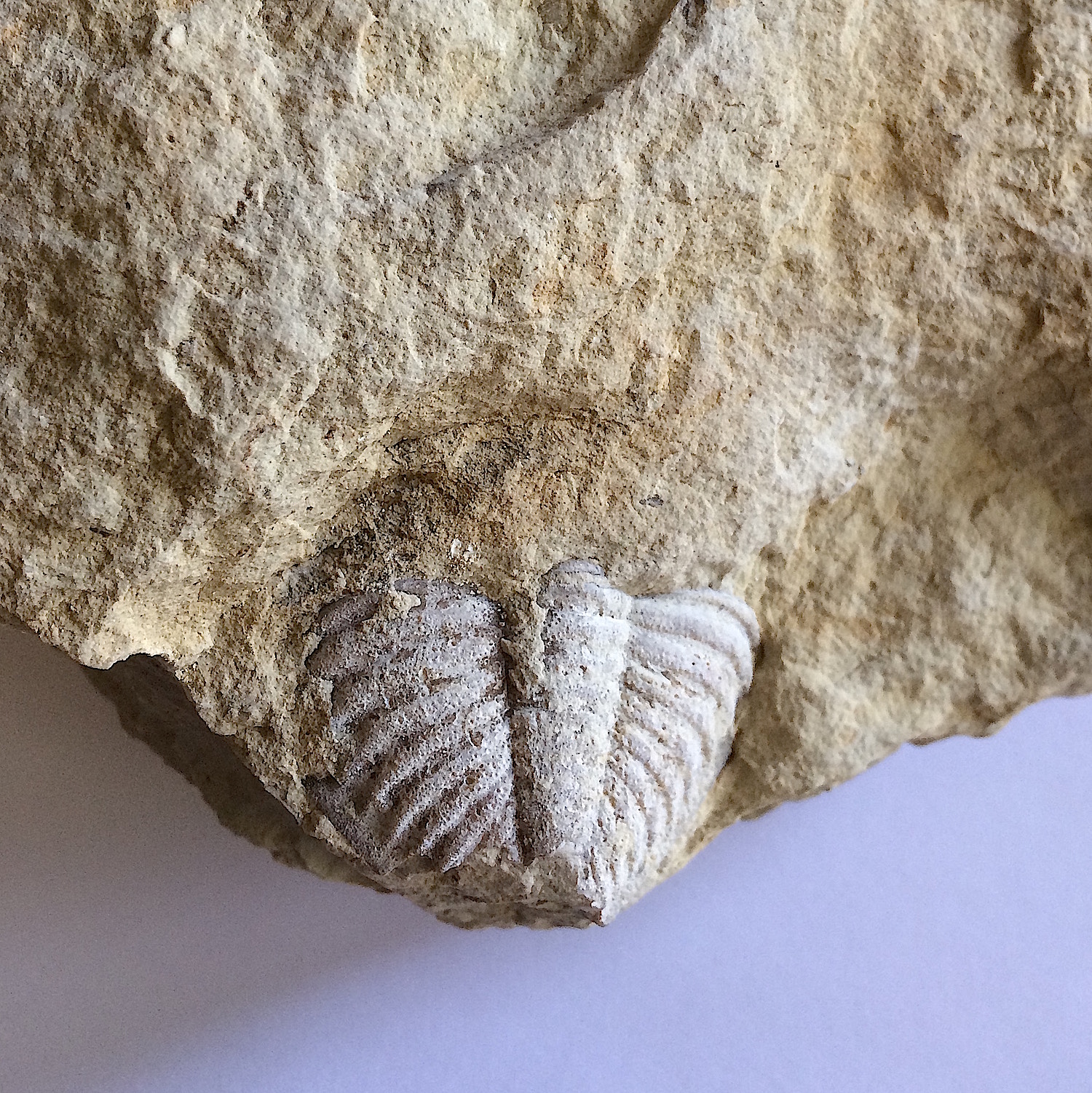 Cordania falcata Trilobite #537 Haragan Formation Clarita, Coal Co., OK
