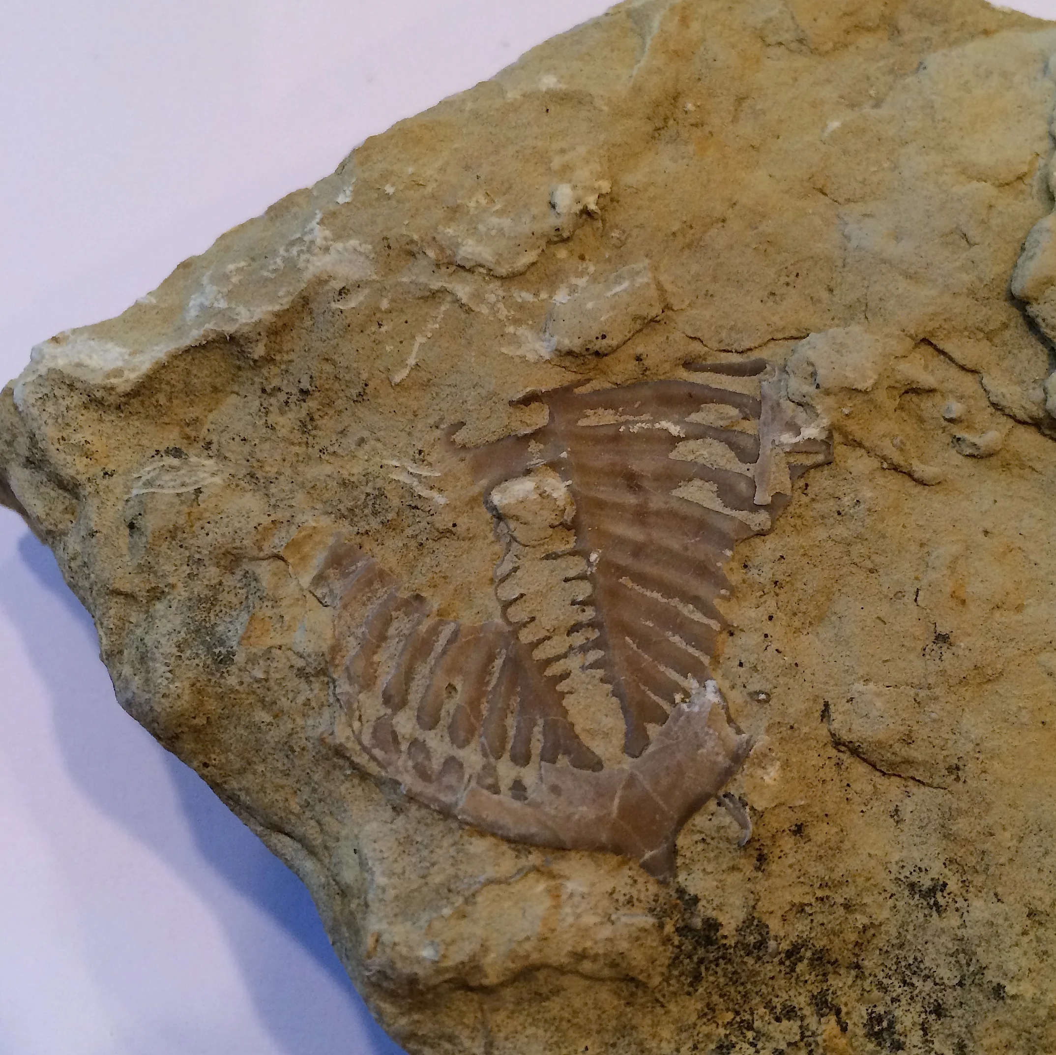 Huntonia huntonensis Trilobite #543 Haragan Formation Clarita, Coal Co., OK